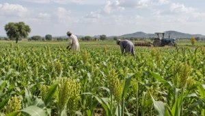 5.7 ملايين فدان في القضارف.. هل يكسر الموسم الزراعي موجة الغلاء؟
